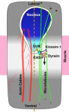 Fig. 8.