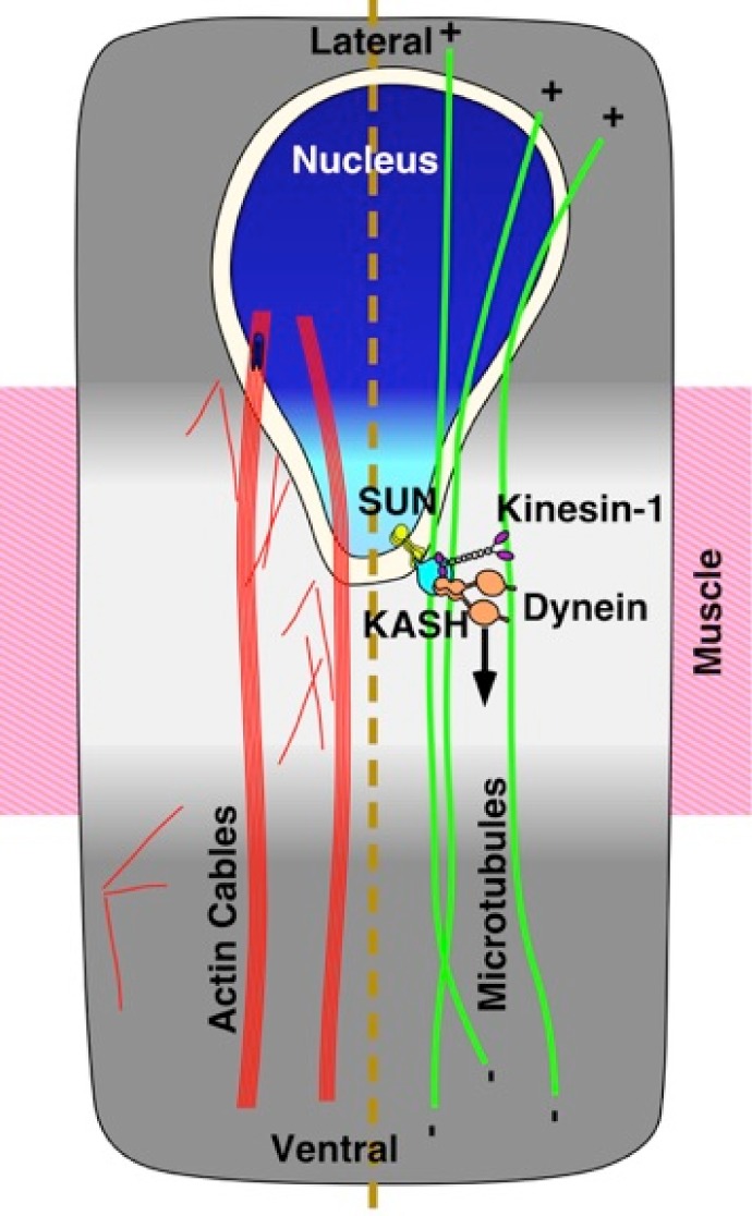 Fig. 8.