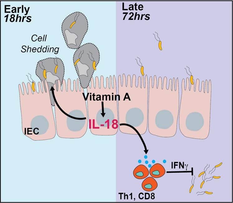 Fig 7