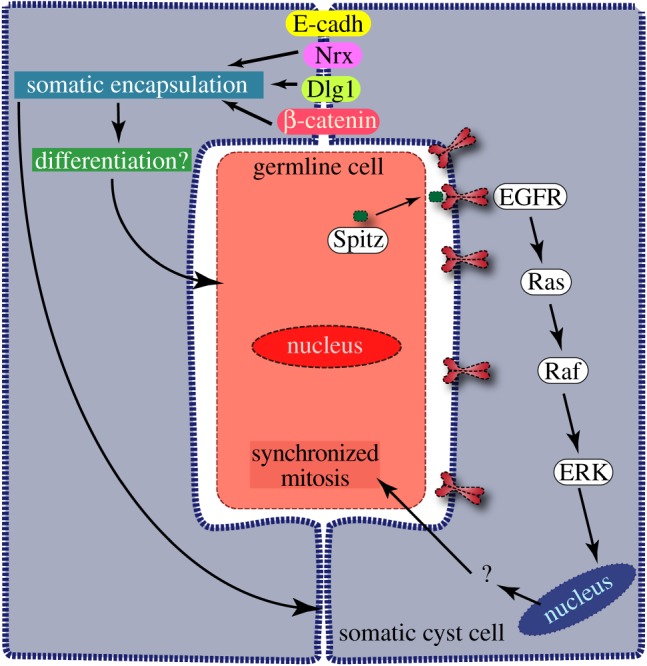 Figure 7.