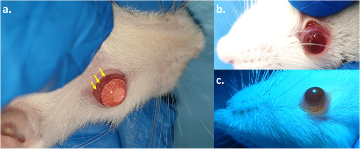 Fig. 1