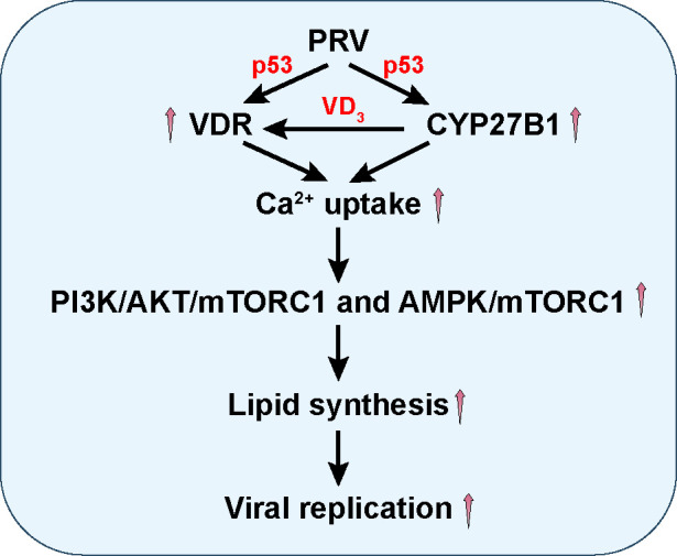 The flow diagram shows the molecular pathway of PRV infection, highlighting the involvement of p53, VDR, CYP27B1, and vitamin D3 (VD3). PRV activates both VDR and CYP27B1, which enhances calcium uptake.