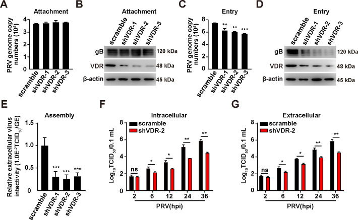 Bar graphs and western blots show the impact of VDR knockdown on PRV genome attachment, entry, virus assembly, and intracellular and extracellular viral titers at various time points.