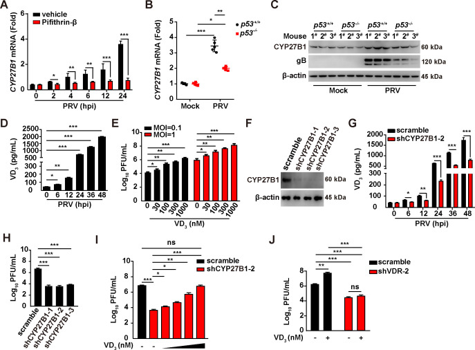 Graphs and western blots show CYP27B1 mRNA and protein expression, vitamin D3 (VD3) levels, and viral titers in response to PRV infection, p53 status, and CYP27B1 knockdown in cells and mouse models.