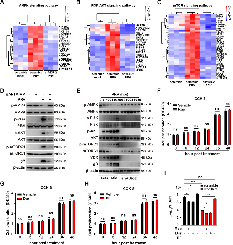 Heatmaps, western blots, and cell proliferation assays display the impact of VDR knockdown on AMPK, PI3K-AKT, and mTOR signaling pathways, with effects on PRV infection and viral proliferation under various treatments.