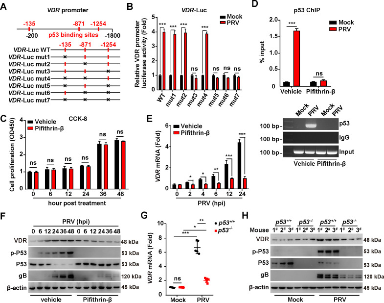 Diagram shows VDR promoter and p53 binding sites. Bar graphs show VDR promoter activity, cell proliferation, and VDR mRNA under various conditions. ChIP assay and western blots show VDR, p53, and viral protein expression after PRV infection or treatment.