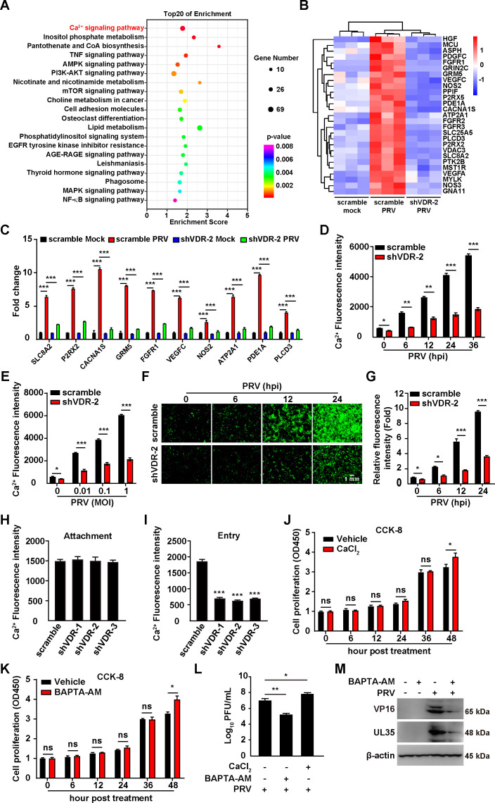 Pathway enrichment, heatmap, bar graphs, and fluorescence data show the impact of VDR knockdown on calcium signaling, PRV infection, and cell proliferation, with western blots confirming protein expression.