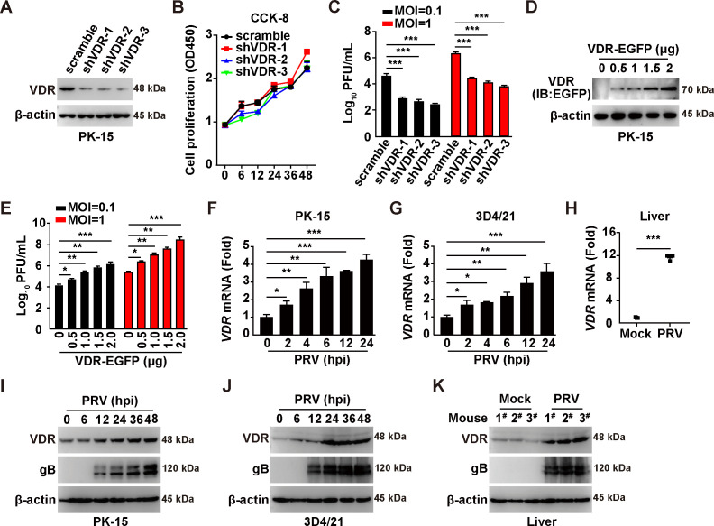 Western blots display VDR and beta-actin expression in PK-15, 3D4/21, and liver cells after PRV infection or VDR knockdown. Line and bar graphs display proliferation, viral titer, and mRNA levels under different conditions and time points.