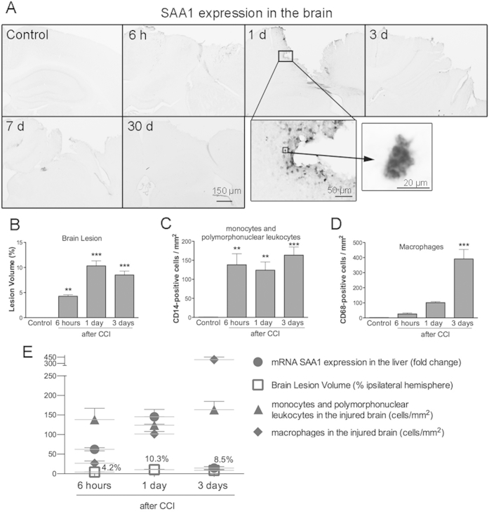 Supplemental Figure S1