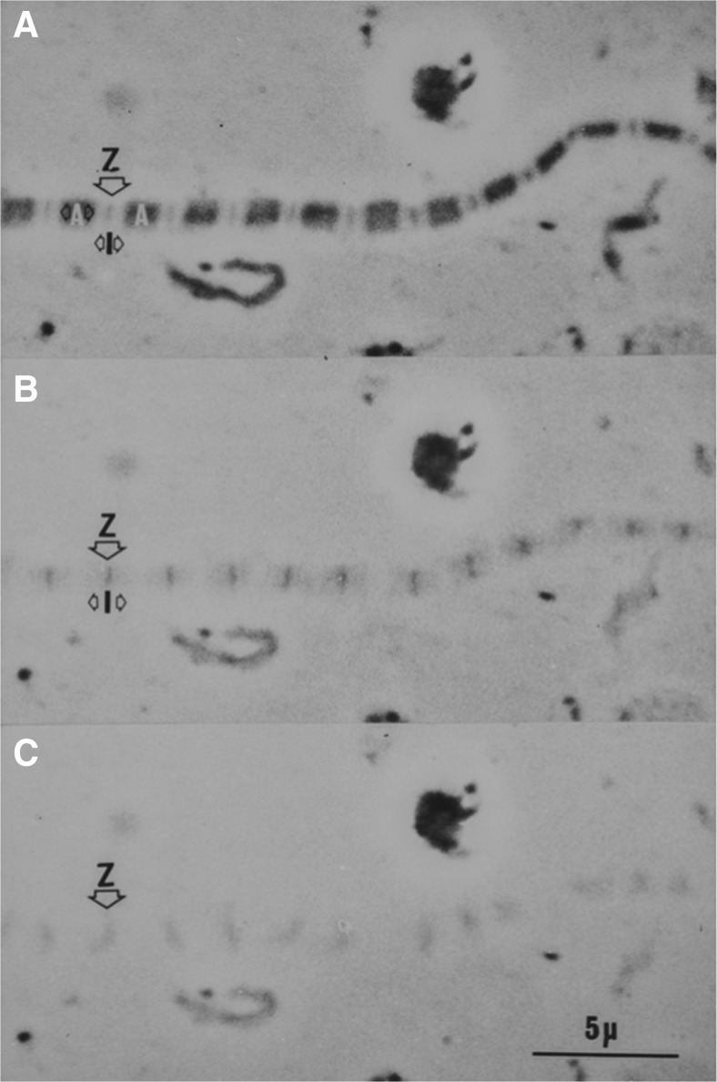 Fig. 8