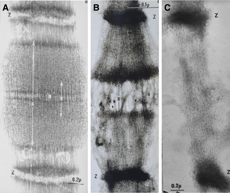 Fig. 9