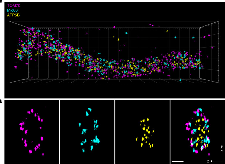 Fig. 2