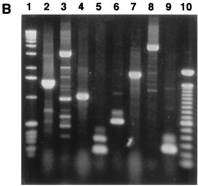 FIG. 7