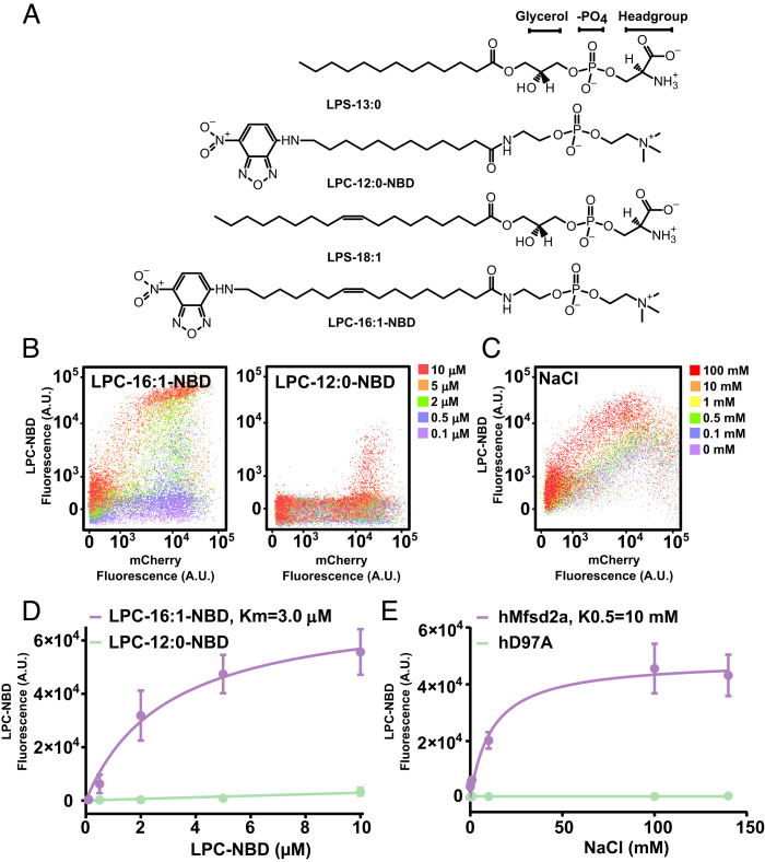 Fig. 2.