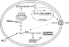 Figure 11.