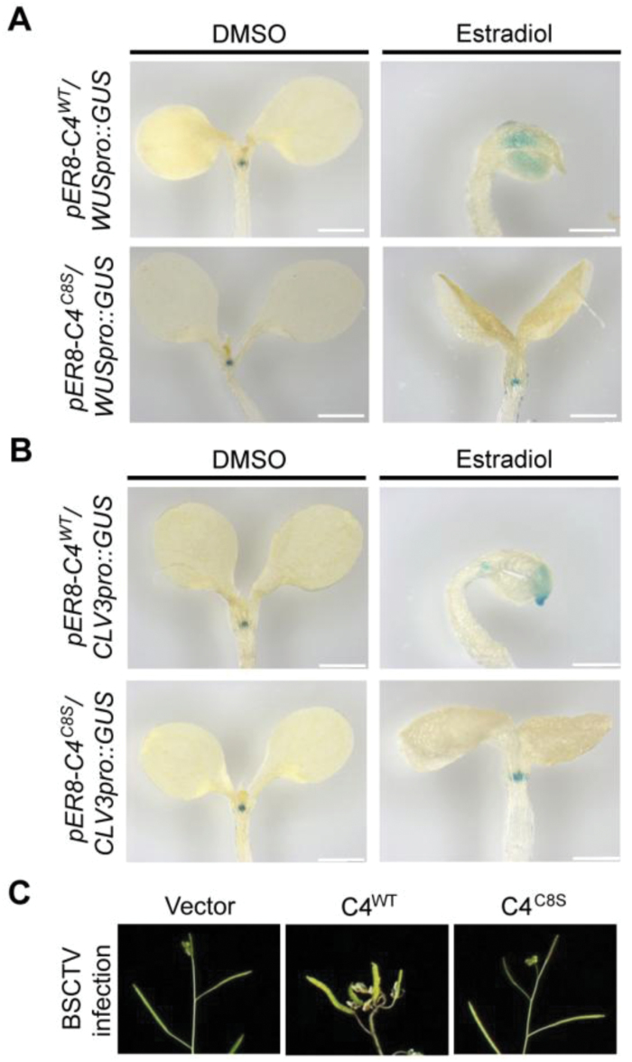 Fig. 6.