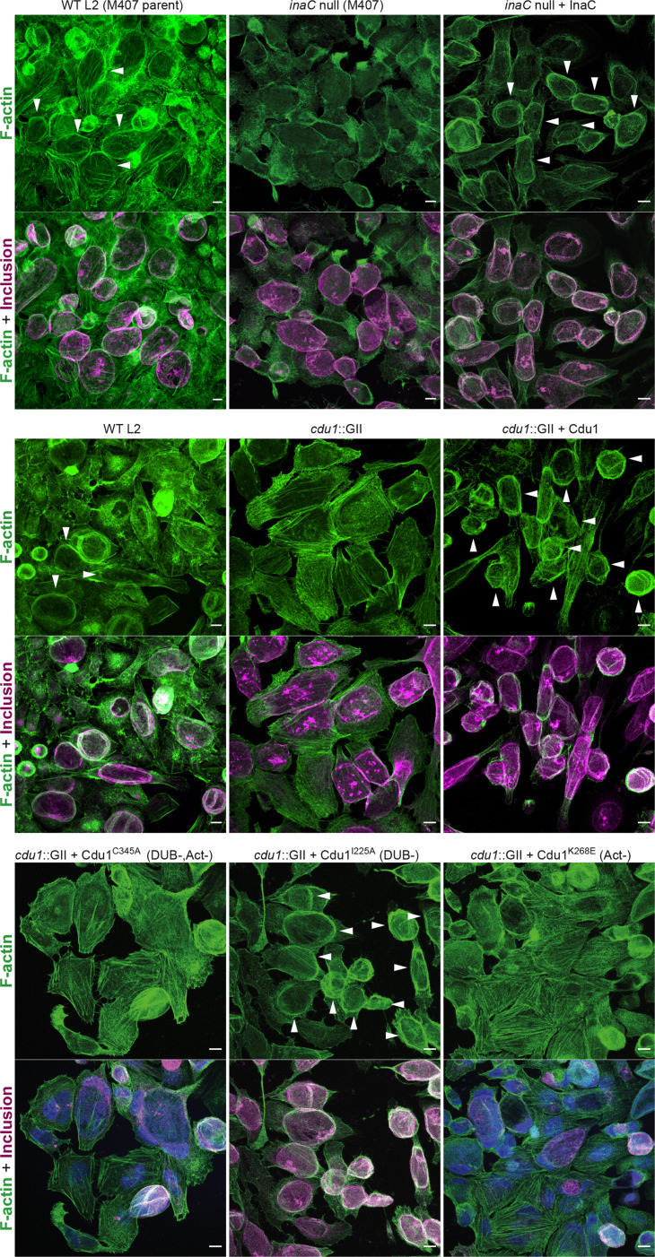 Figure 6—figure supplement 1.