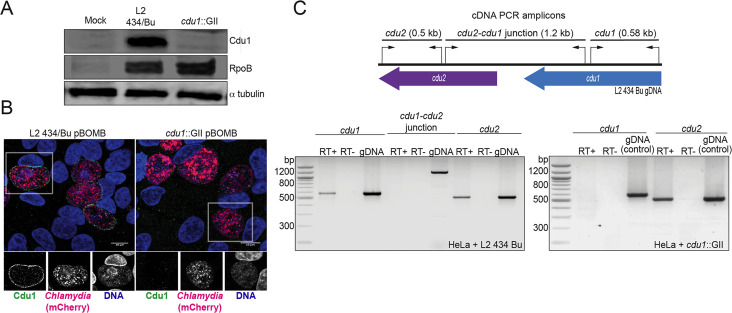 Figure 1—figure supplement 2.