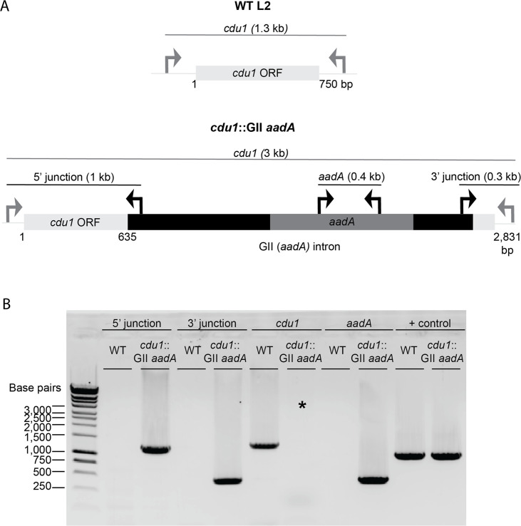 Figure 1—figure supplement 1.