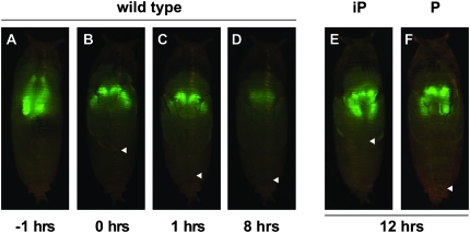 Figure 1.—