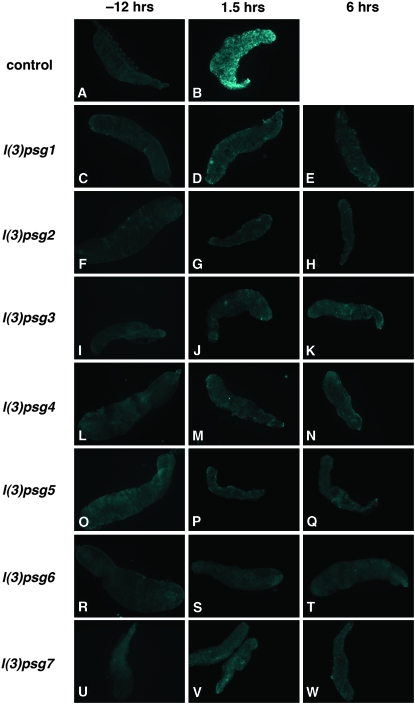 Figure 4.—