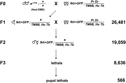 Figure 2.—