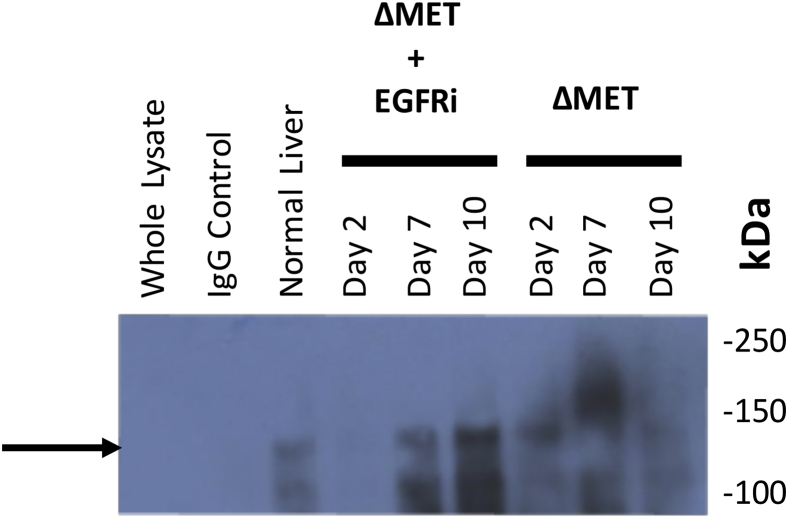 Supplemental Figure S1