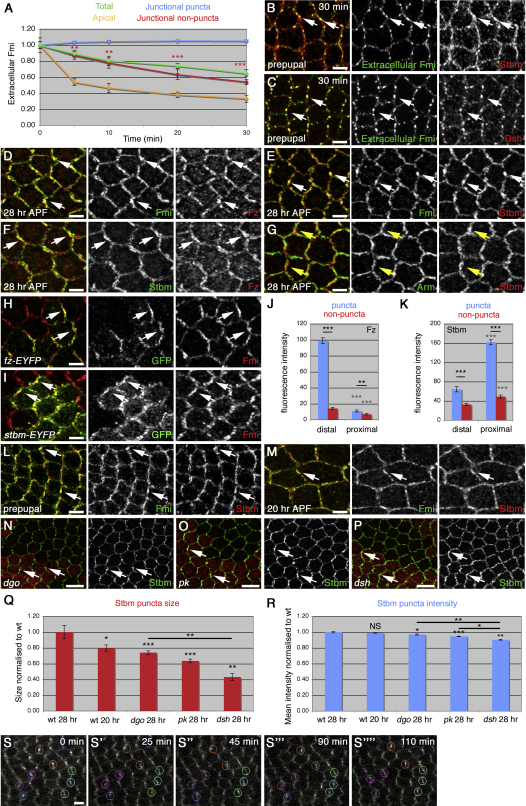 Figure 3