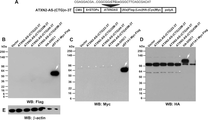 FIGURE 6: