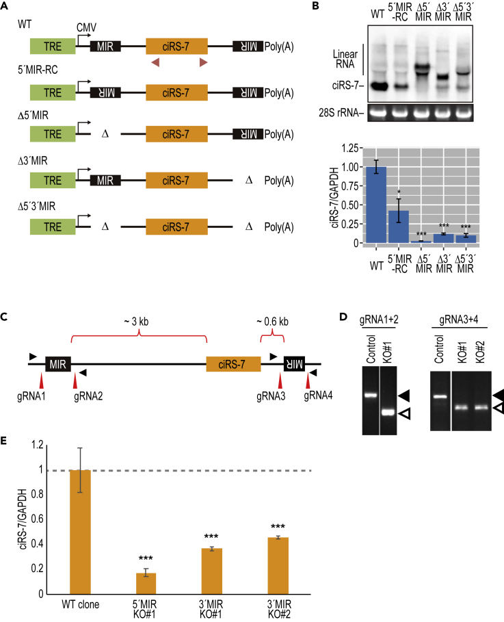 Figure 2