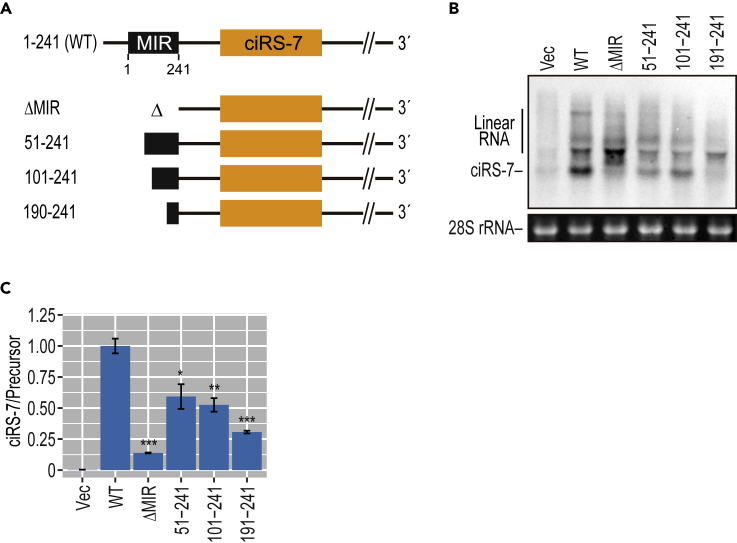 Figure 5