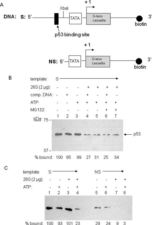 FIGURE 1.