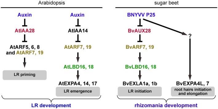 Figure 7