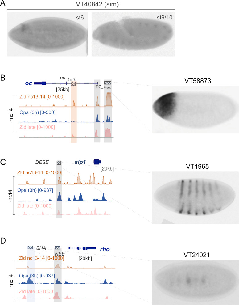 Figure 4—figure supplement 1.