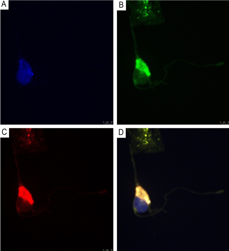 Figure 10