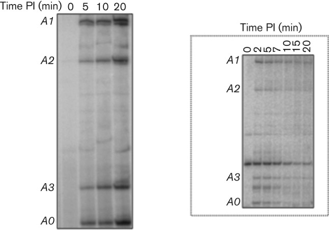 Fig. 3. 