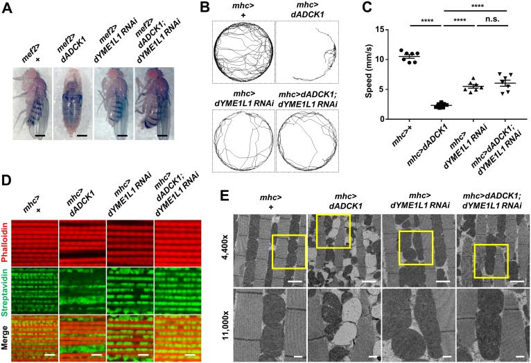 Fig 6