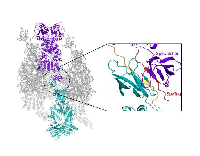 Figure 5—figure supplement 2.