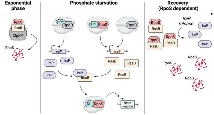 Fig 10