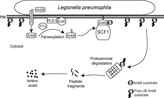 FIG 7