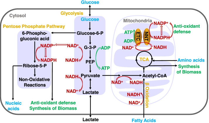 Fig. 1