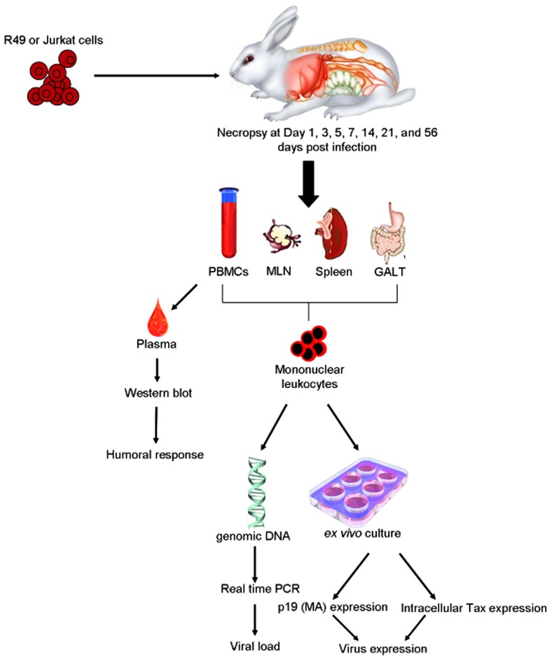 FIGURE 2