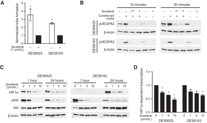 Figure 2. Sorafenib inhibits HIF1-mediated paracrine VEGF signaling. Effect of sorafenib on (A) the number of HUVEC tubes formed following co-culture with desmoid cells, (B) VEGFR2 phosphorylation in HUVEC cells treated with desmoid-conditioned media (+, desmoids grown in the presence of sorafenib; +*, sorafenib added to conditioned media after it was added to HUVEC cultures), (C) HIF1α expression and Akt phosphorylation, and (D) HIF1-mediated transcription as defined by a luciferase reporter assay (*, P < 0.05).