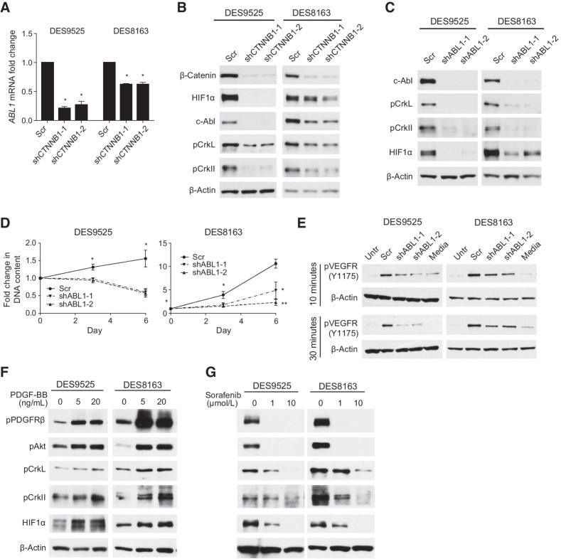 Figure 4. β-Catenin transcriptional target ABL1 is necessary for cell proliferation and HIF1α accumulation in desmoid cells. A and B, Effect of CTNNB1 knockdown on (A) relative transcript levels of ABL1 (detected by RT-PCR) and (B) expression of c-Abl and activation of its canonical phosphorylation targets. C–E, Effect of ABL1 knockdown on (C) activation of c-Abl phosphorylation targets, (D) proliferation (as measured by DNA content) of desmoid cells (average of triplicate experiment; *, P < 0.05; **, P < 0.005) and (E) VEGFR2 phosphorylation detected by immunoblot. F and G, Effect of (F) PDGF-BB and (G) sorafenib on activation of canonical PDGFRβ and c-ABL pathway components as measured by immunoblot.