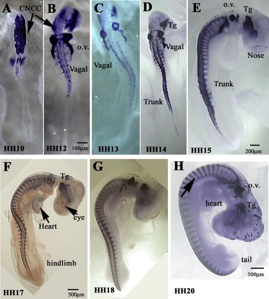 Fig. 8