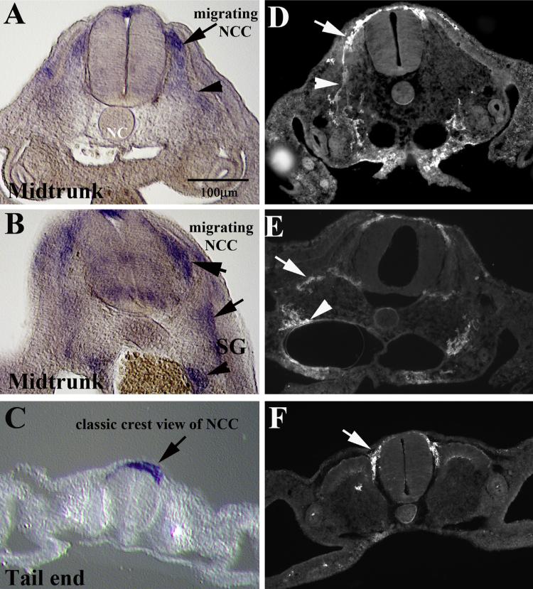 Fig. 9