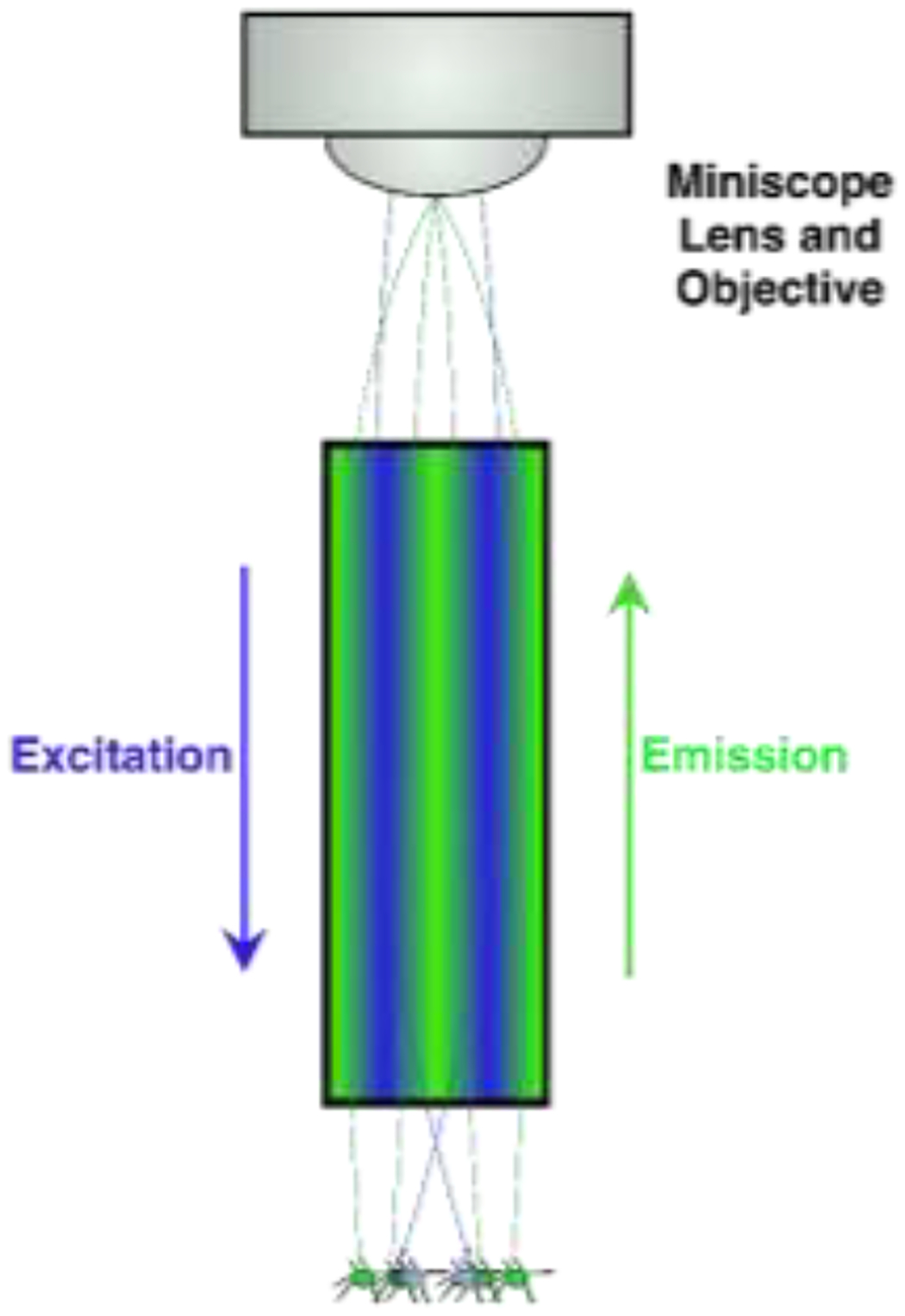 Figure 1B: