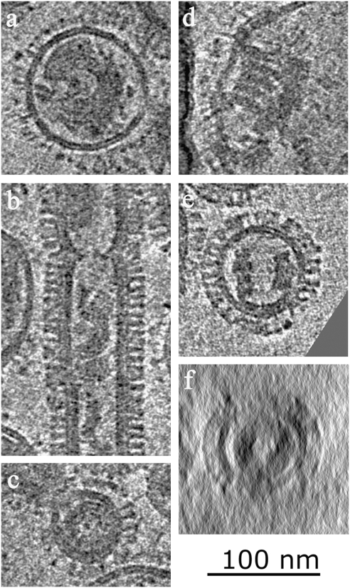 Fig. 5.