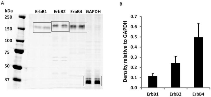 FIG. 5.