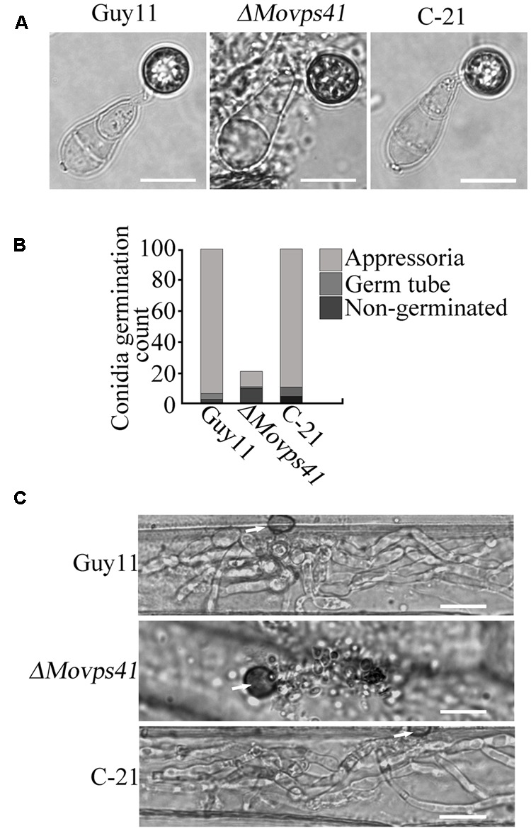 FIGURE 6